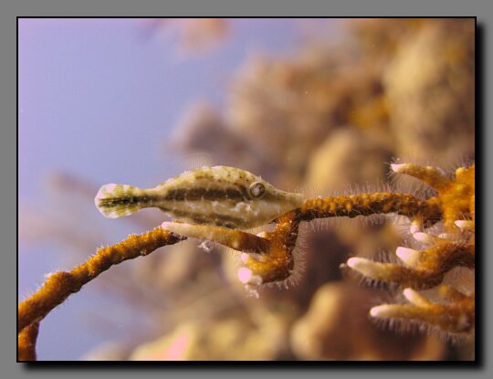 slender file fish